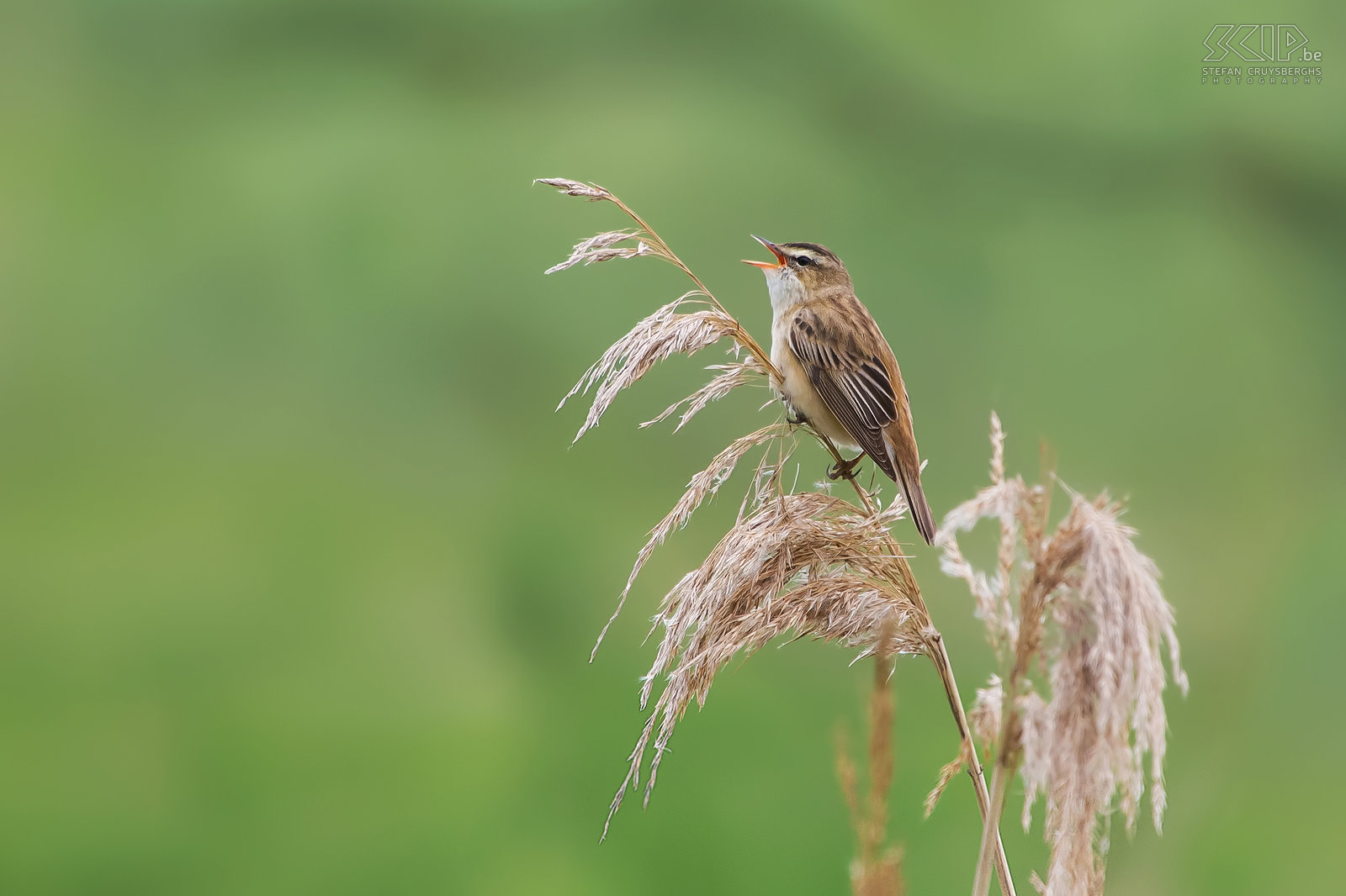 Birds - Sedge warbler Sedge warbler (Acrocephalus schoenobaenus) in the national park Oostvaardersplassen in the Netherlands Stefan Cruysberghs